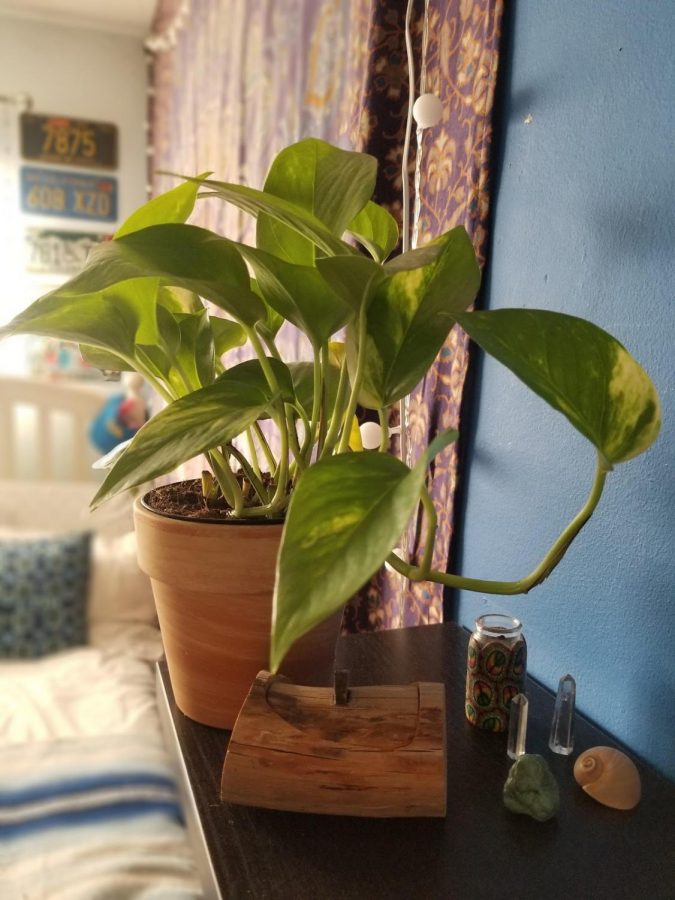 This is a fully grown indoor pothos plant. PHOTO BY LIORA BRILL.